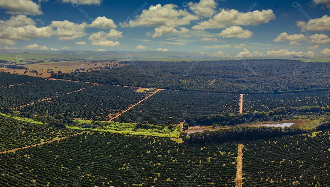 Laranjais na zona rural Imagem JPG
