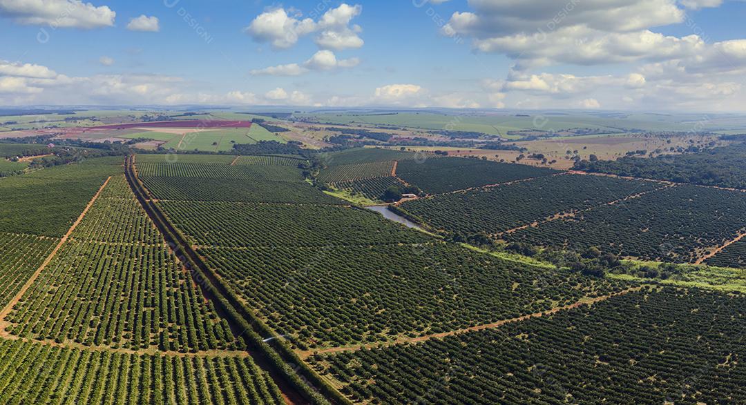 Laranjais na zona rural Imagem JPG