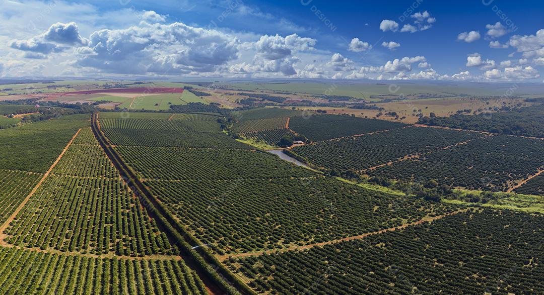 Laranjais na zona rural Imagem JPG