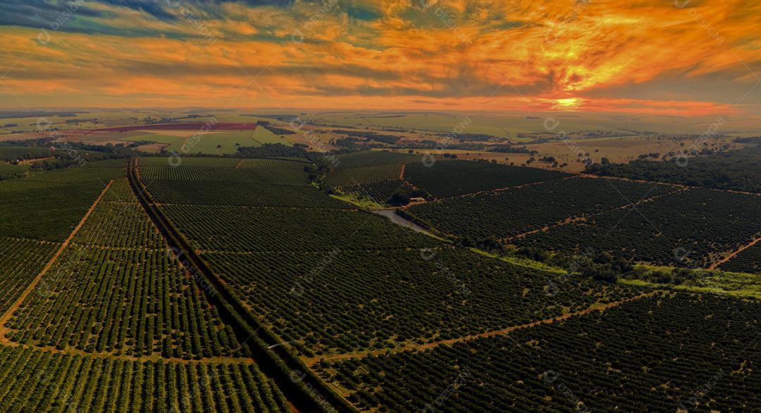Vistas aéreas sobre fileiras de laranjeiras na plantação no pôr do sol