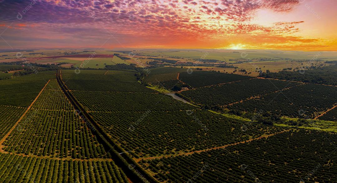 Laranjais na zona rural Imagem JPG