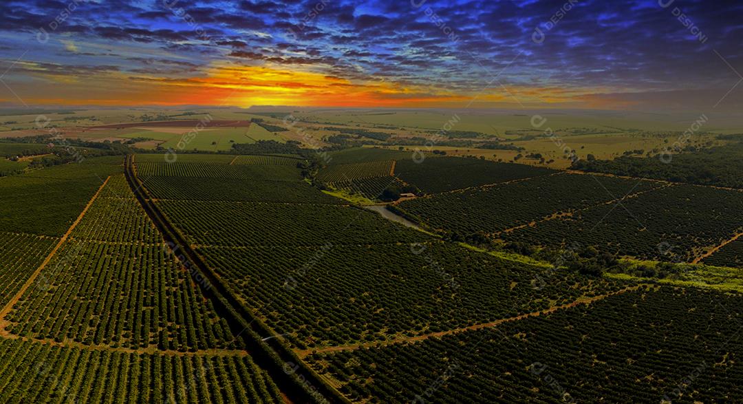 Laranjais na zona rural Imagem JPG