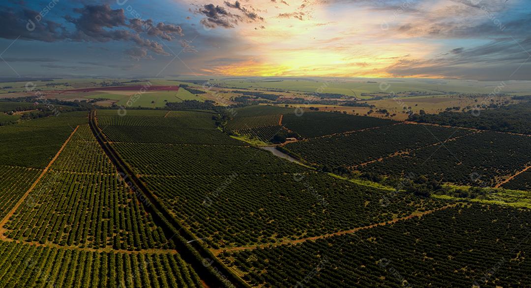 Laranjais na zona rural Imagem JPG