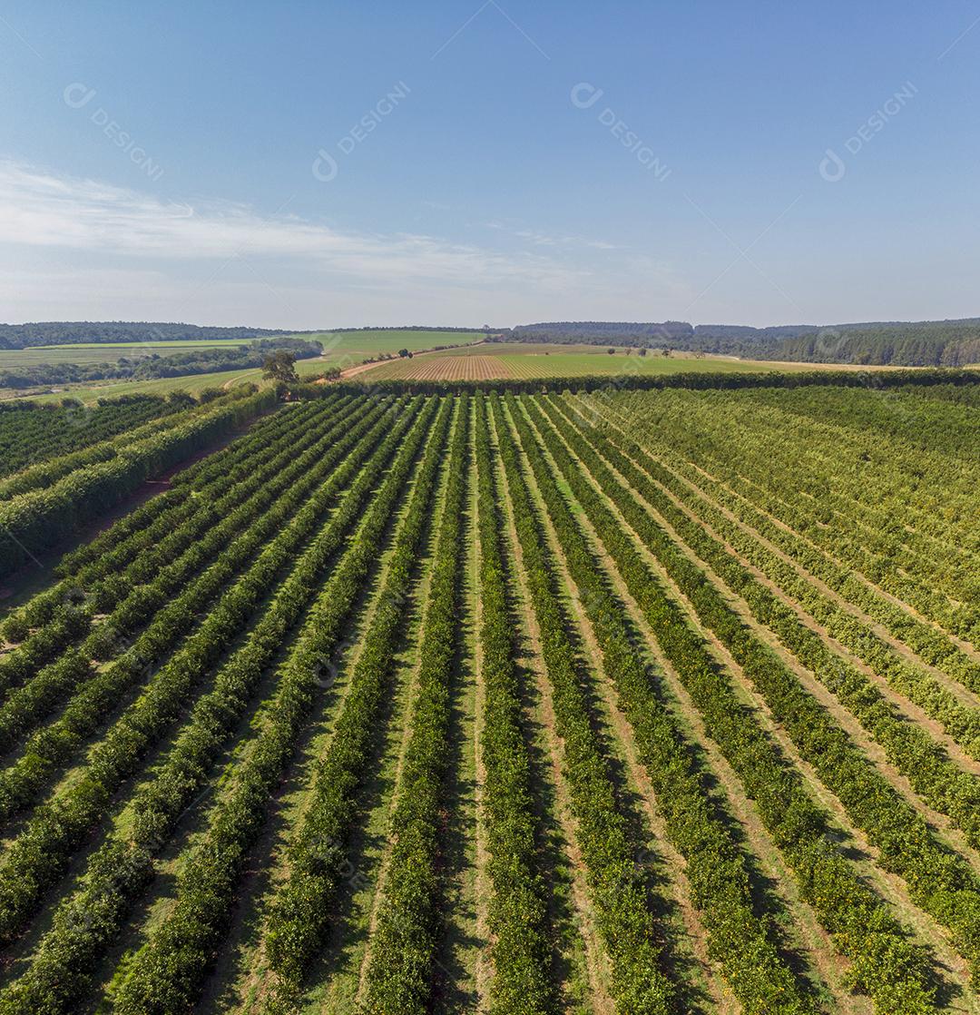 Laranjais na zona rural Imagem JPG