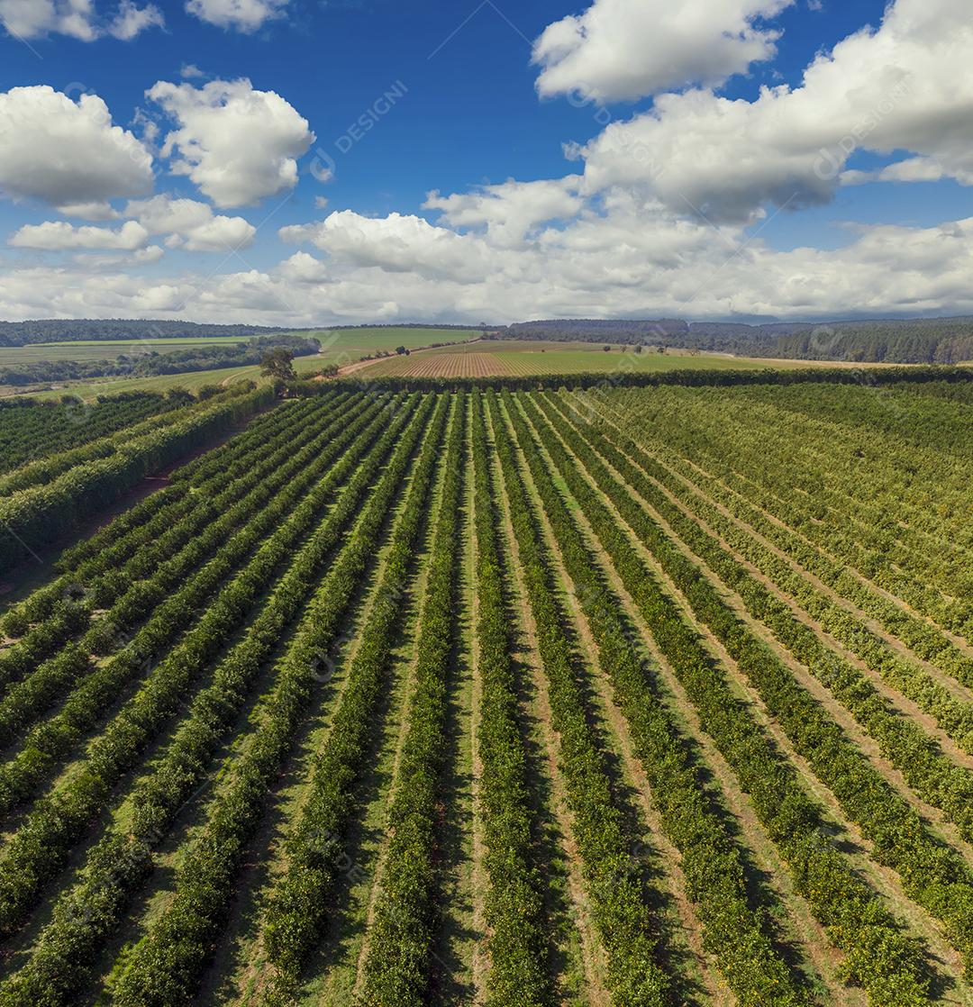 Laranjais na zona rural Imagem JPG