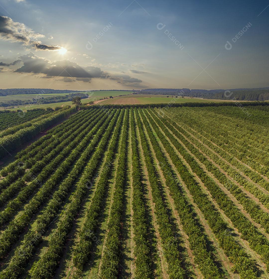 Laranjais na zona rural Imagem JPG