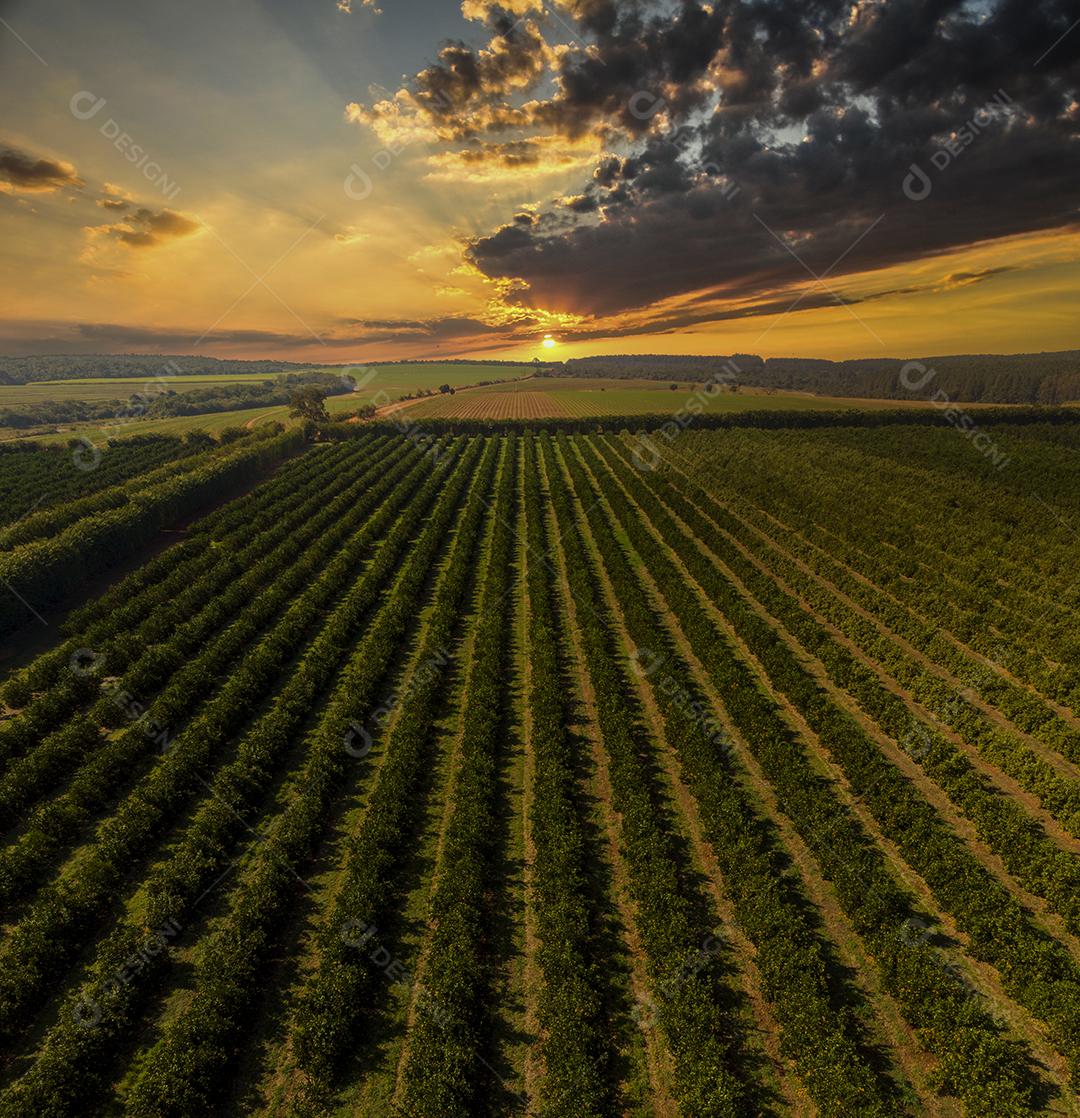 Laranjais na zona rural Imagem JPG