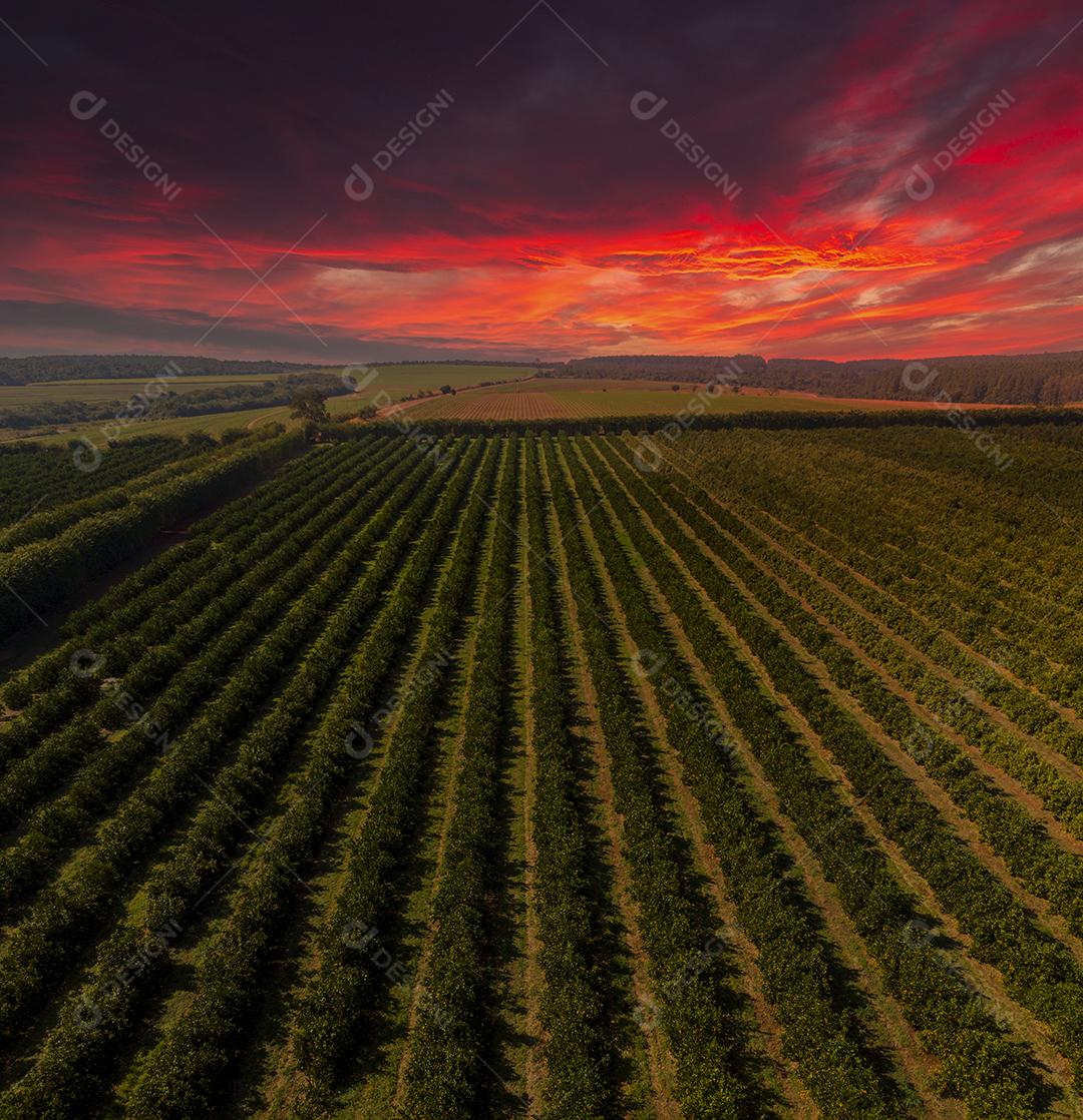 Laranjais na zona rural Imagem JPG
