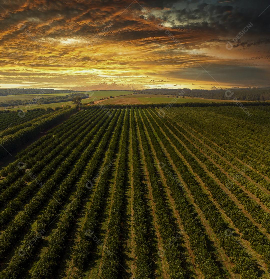 Laranjais na zona rural Imagem JPG