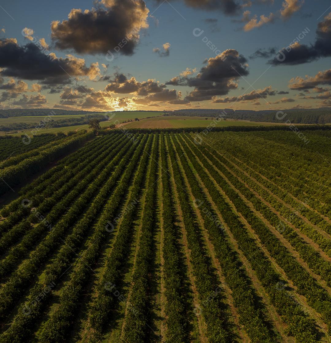 Laranjais na zona rural Imagem JPG