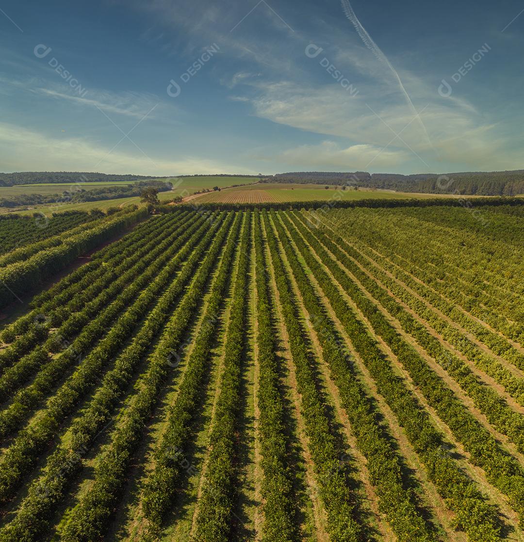 Laranjais na zona rural Imagem JPG