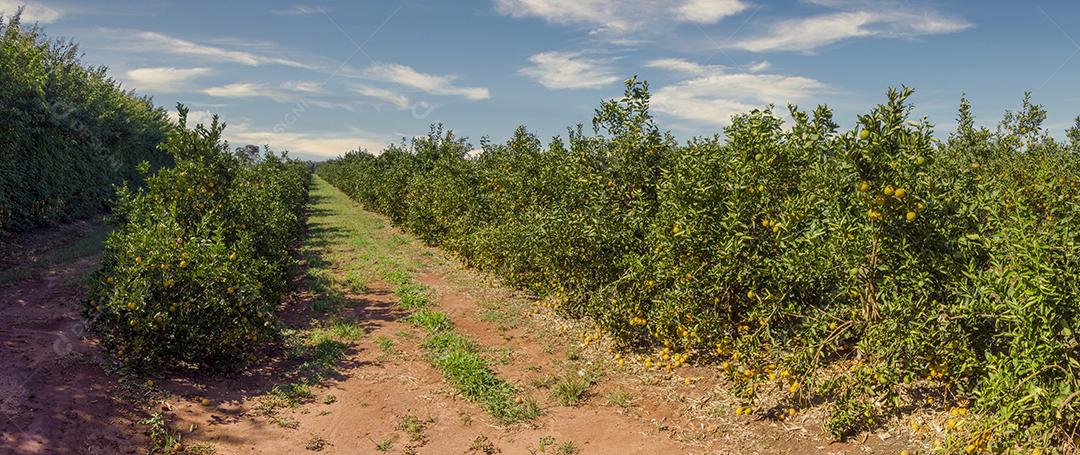 Laranjais na zona rural Imagem JPG