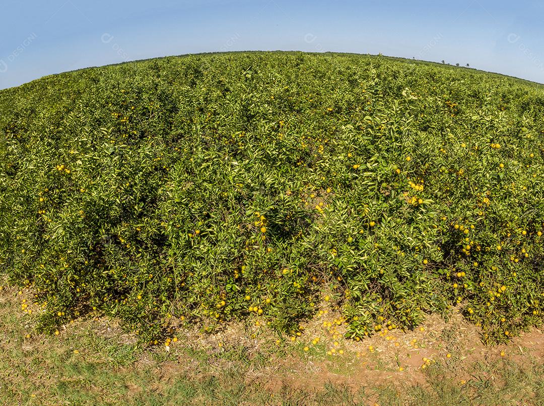 Laranjais na zona rural Imagem JPG
