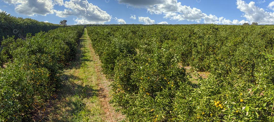 Laranjais na zona rural Imagem JPG