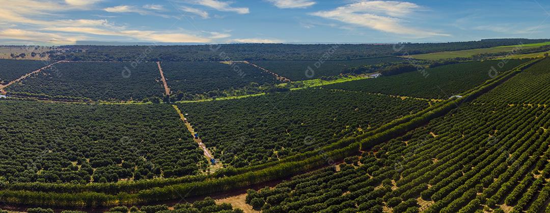 Laranjais na zona rural Imagem JPG