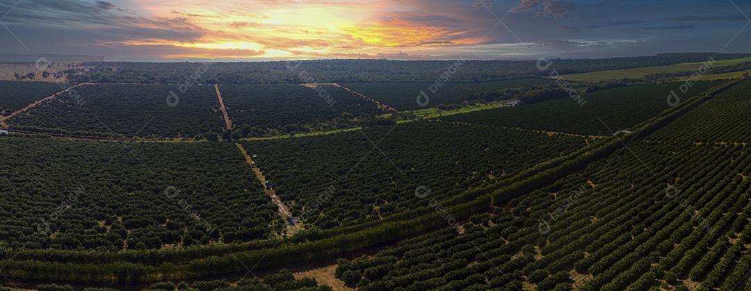 Laranjais na zona rural Imagem JPG