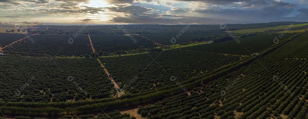 Laranjais na zona rural Imagem JPG