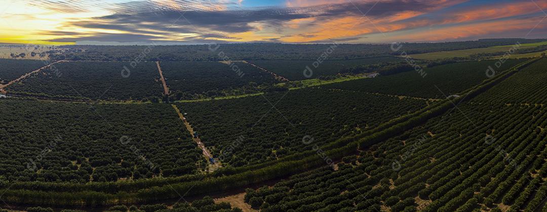 Laranjais na zona rural Imagem JPG