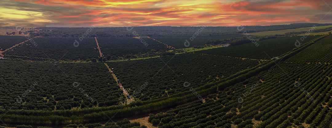 Laranjais na zona rural Imagem JPG