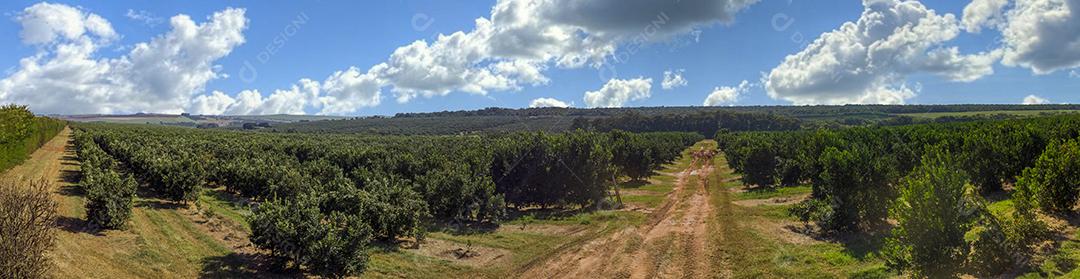 Laranjais na zona rural Imagem JPG