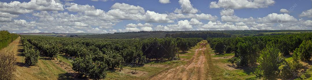 Laranjais na zona rural Imagem JPG