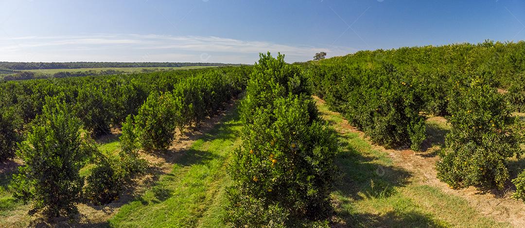 Laranjais na zona rural Imagem JPG
