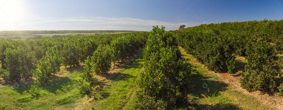 Laranjais na zona rural Imagem JPG