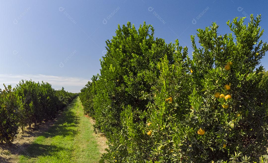 Laranjais na zona rural Imagem JPG