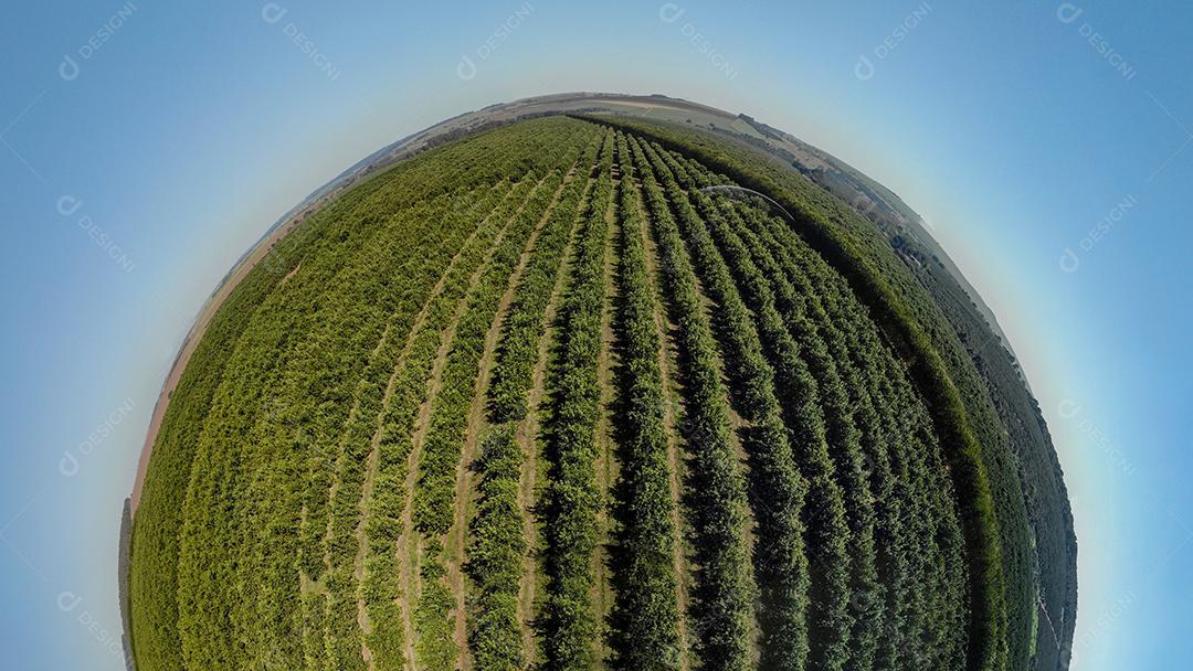 Laranjais na zona rural Imagem JPG