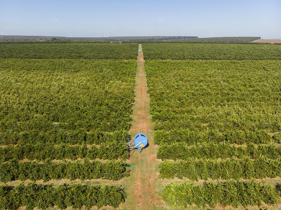 Laranjais na zona rural Imagem JPG