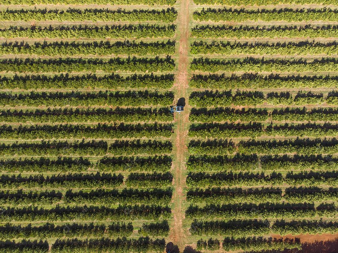 Laranjais na zona rural Imagem JPG