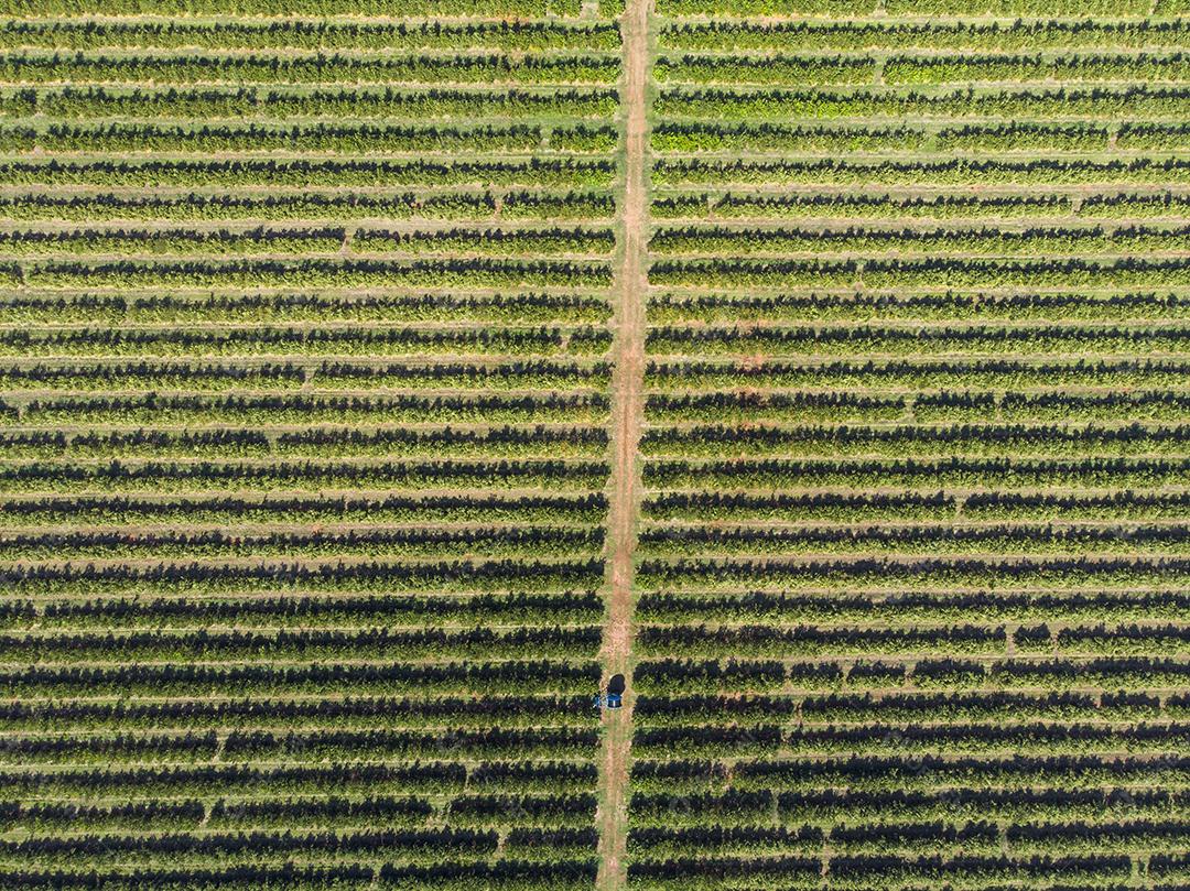 Laranjais na zona rural Imagem JPG