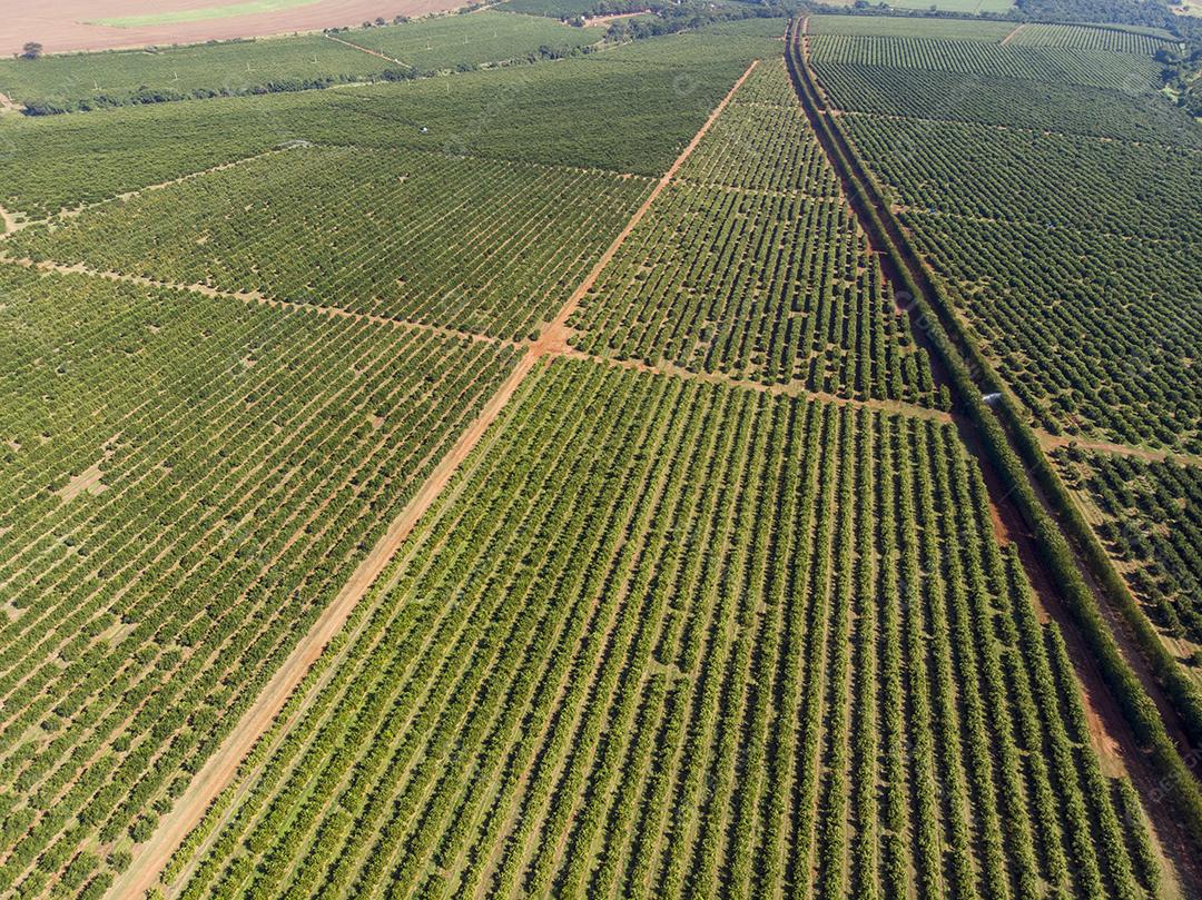 Laranjais na zona rural Imagem JPG