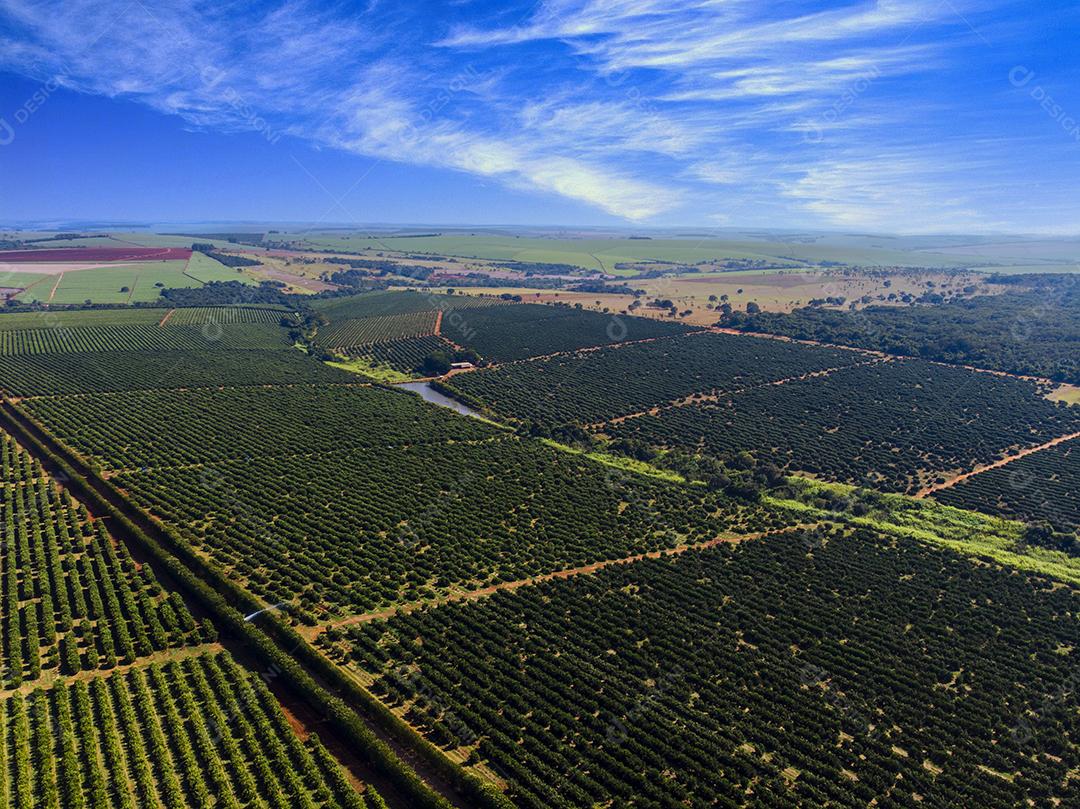 Laranjais na zona rural Imagem JPG