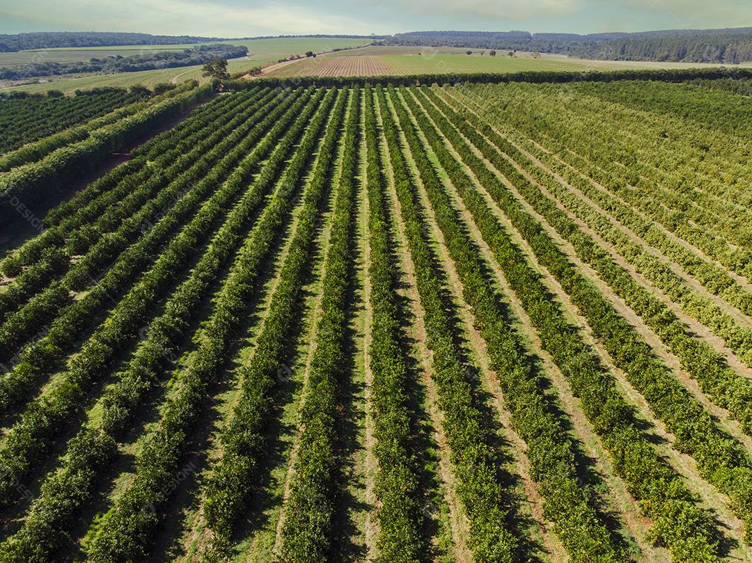 Laranjais na zona rural Imagem JPG