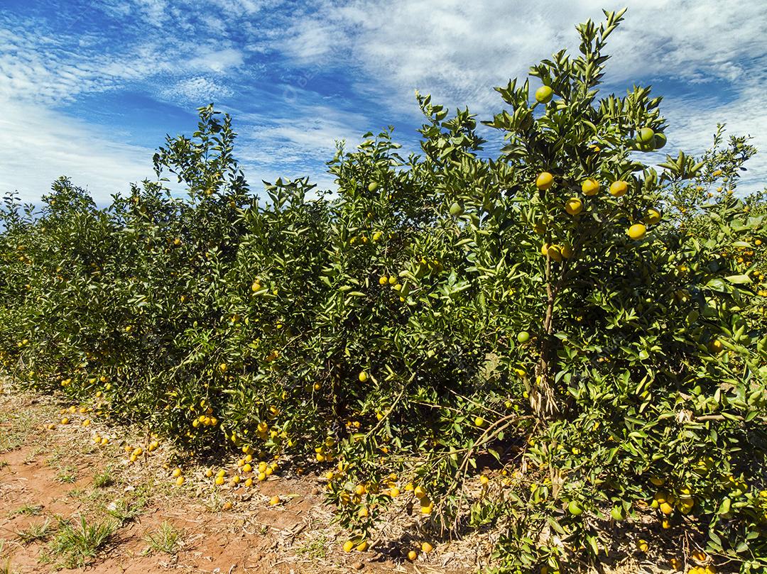 Laranjais na zona rural Imagem JPG