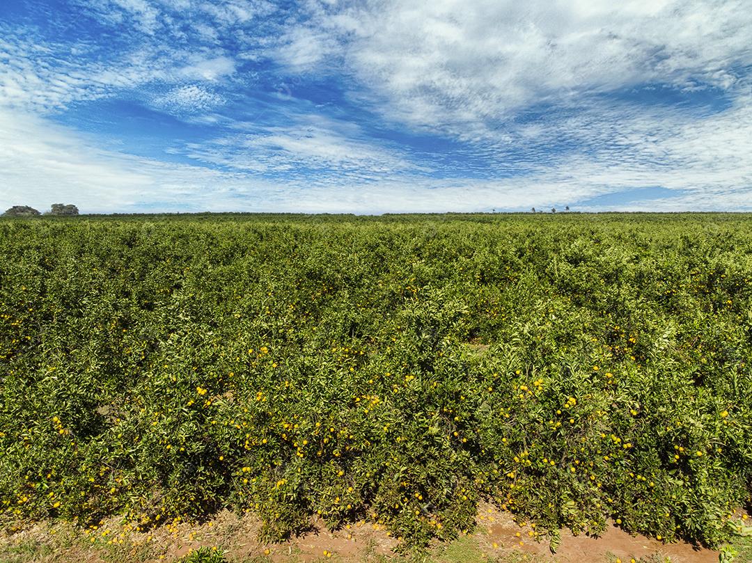 Plantações De Laranjais na zona rural Imagem JPG