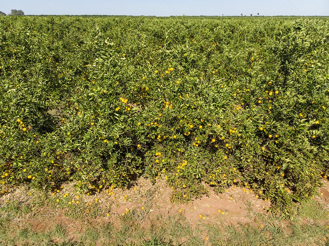 Laranjais na zona rural Imagem JPG