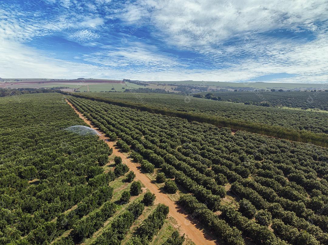Plantações De Laranjais na zona rural Imagem JPG