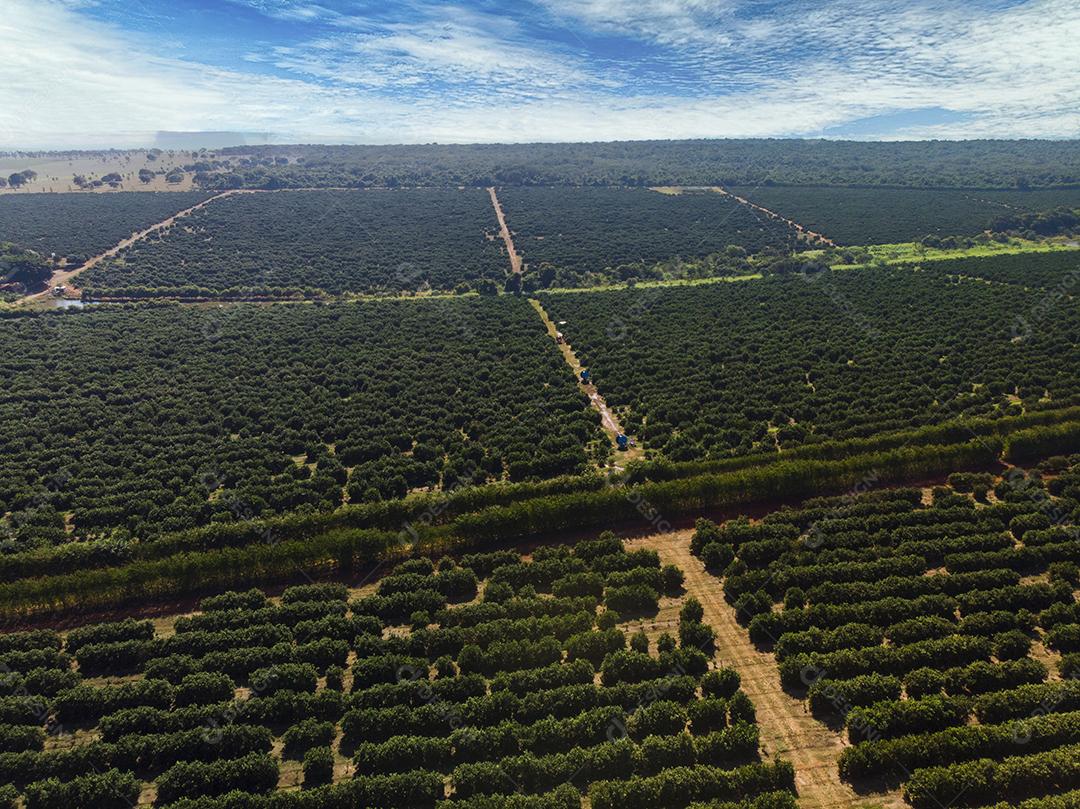 Plantações De Laranjais na zona rural Imagem JPG