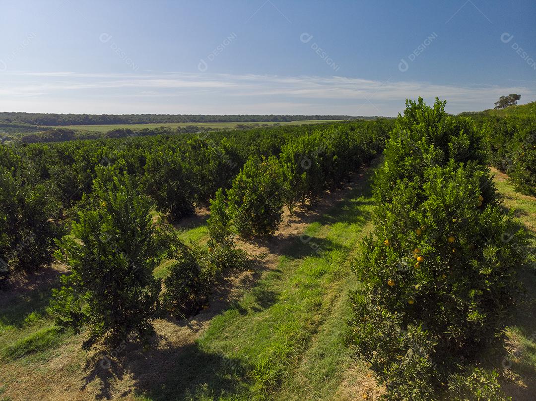 Plantações De Laranjais na zona rural Imagem JPG