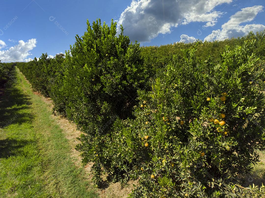 Plantações De Laranjais na zona rural Imagem JPG