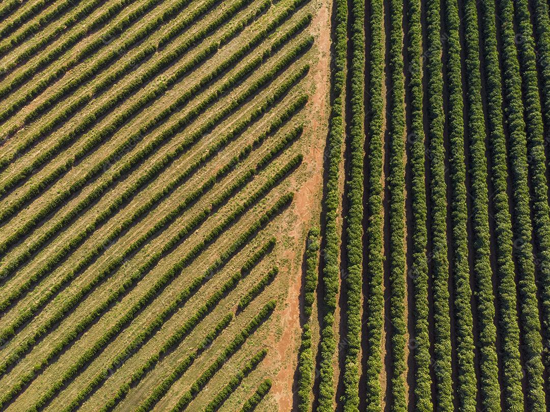 Plantações De Laranjais na zona rural Imagem JPG
