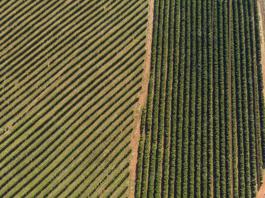 Plantações De Laranjais na zona rural Imagem JPG