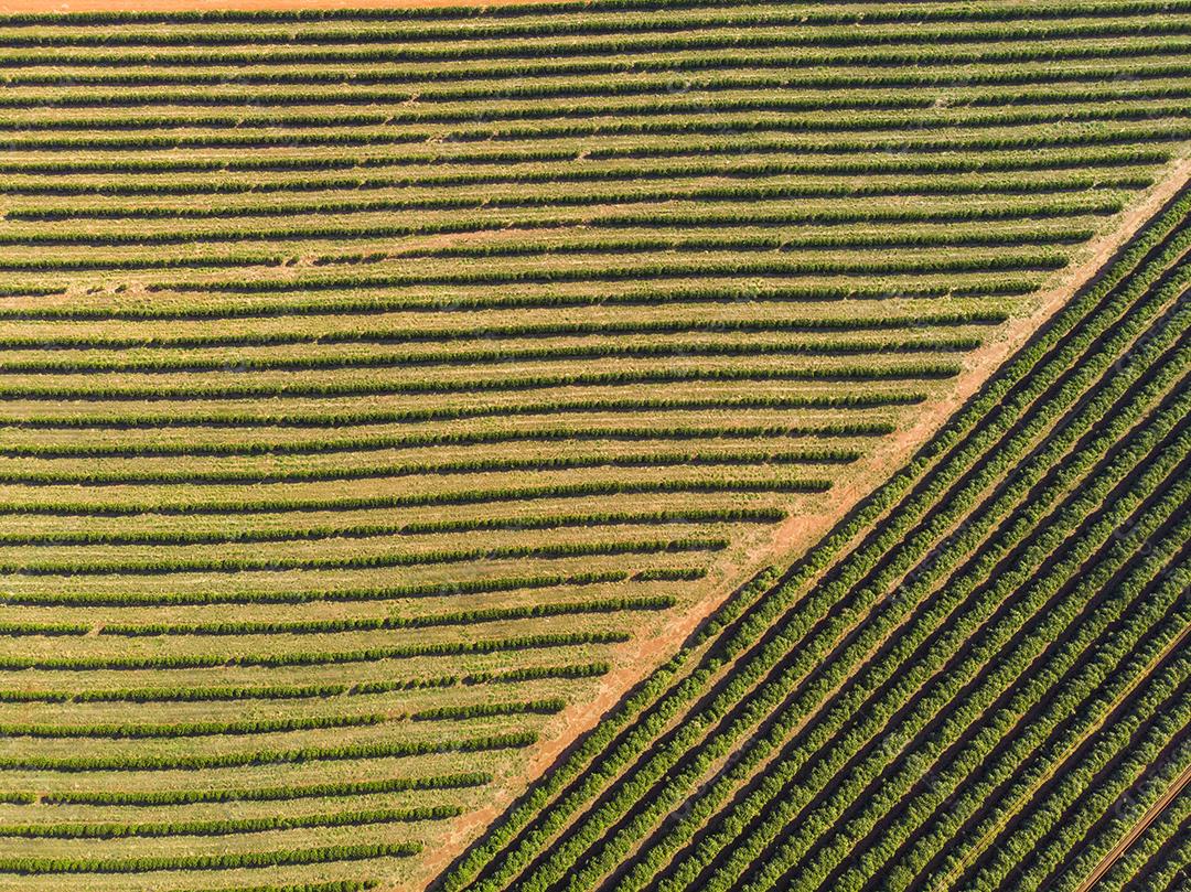 Laranjais na zona rural Imagem JPG