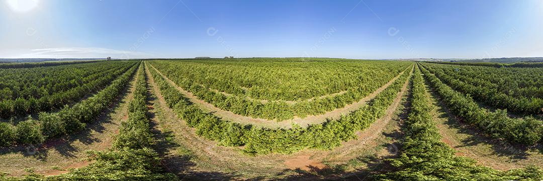 Laranjais na zona rural Imagem JPG