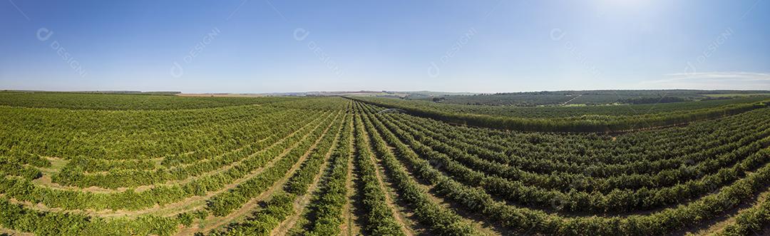 Plantações De Laranjais na zona rural Imagem JPG