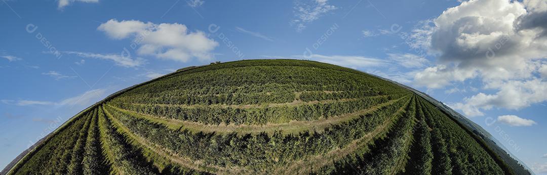 Laranjais na zona rural Imagem JPG