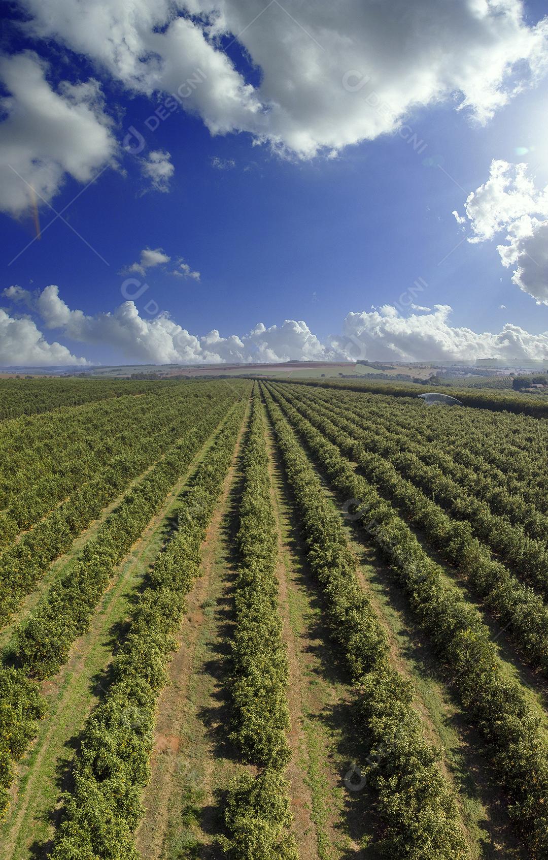 Plantações De Laranjais na zona rural Imagem JPG