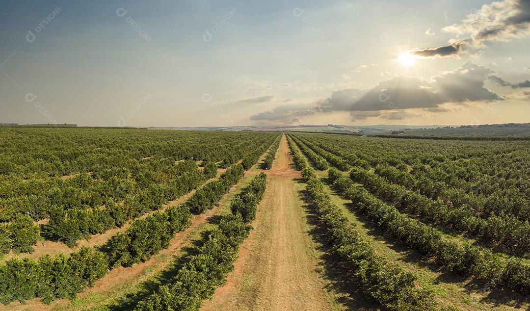 Laranjais na zona rural Imagem JPG